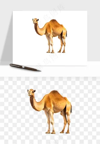 骆驼动物png免抠