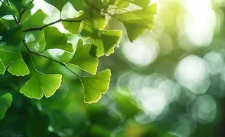 夏天绿色银杏叶树枝阳光小清新唯美小暑大暑处暑摄影图