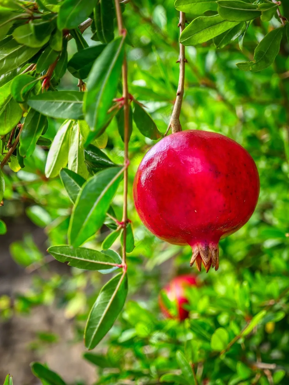 石榴树软籽石榴图片