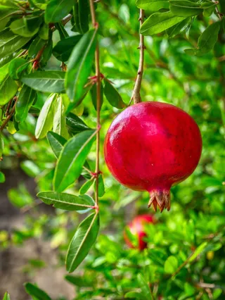 石榴树软籽石榴图片