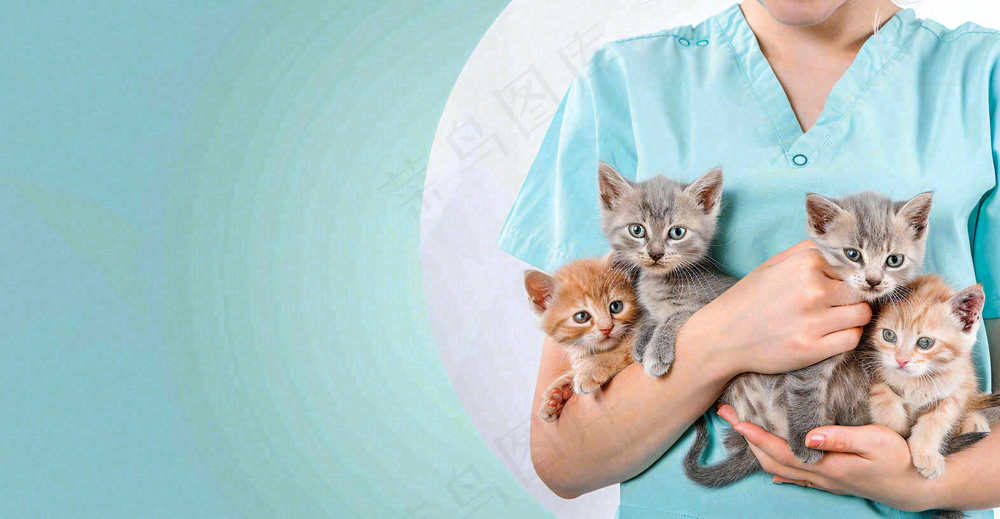 宠物医院猫狗生病救治摄影图