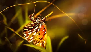 夜幕下的彩蝶与草尖上的露珠