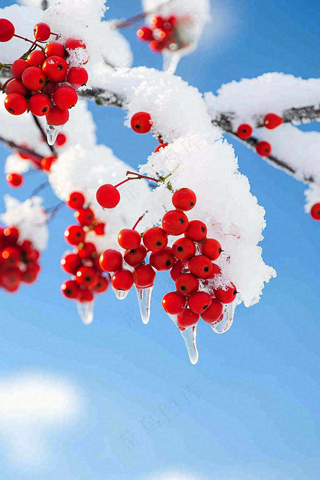 冬天蓝天背景红色果实白雪覆盖小清新立冬小寒大寒冬至摄影图