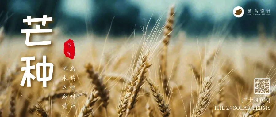 芒种公众号首图