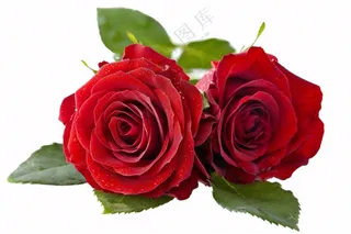 红玫瑰花鲜花摄影免抠