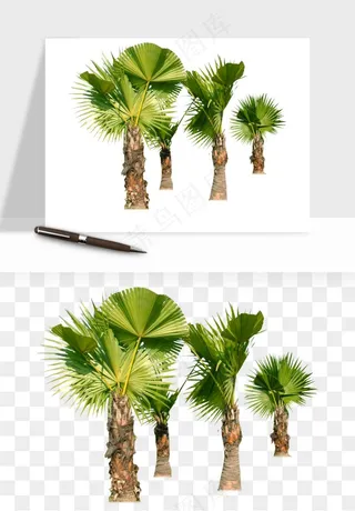 棕榈树椰树png免抠