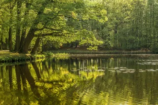 翠影映湖，自然之韵实拍