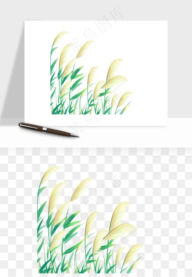 植物芦苇蒲苇香蒲png免抠