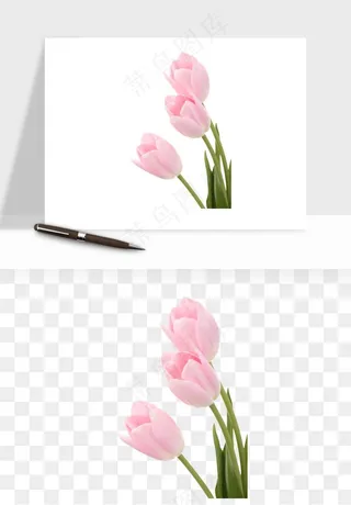 荷兰郁金香鲜花png免抠