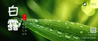 白露公众号首图