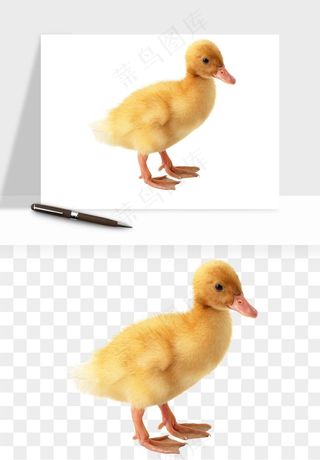 鸭子小鸭png免抠