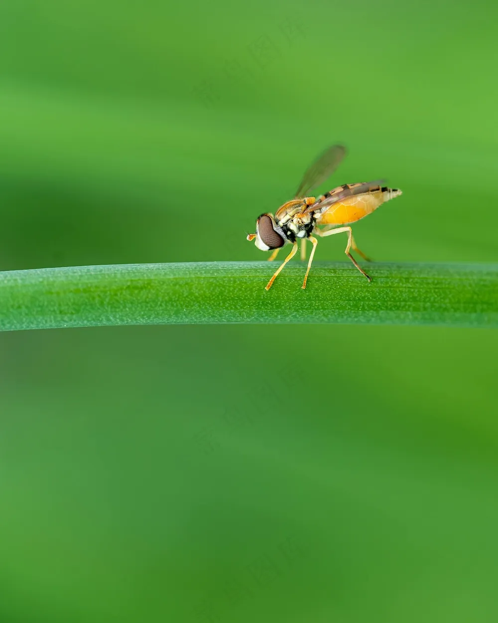绿意盎然间的轻盈舞者