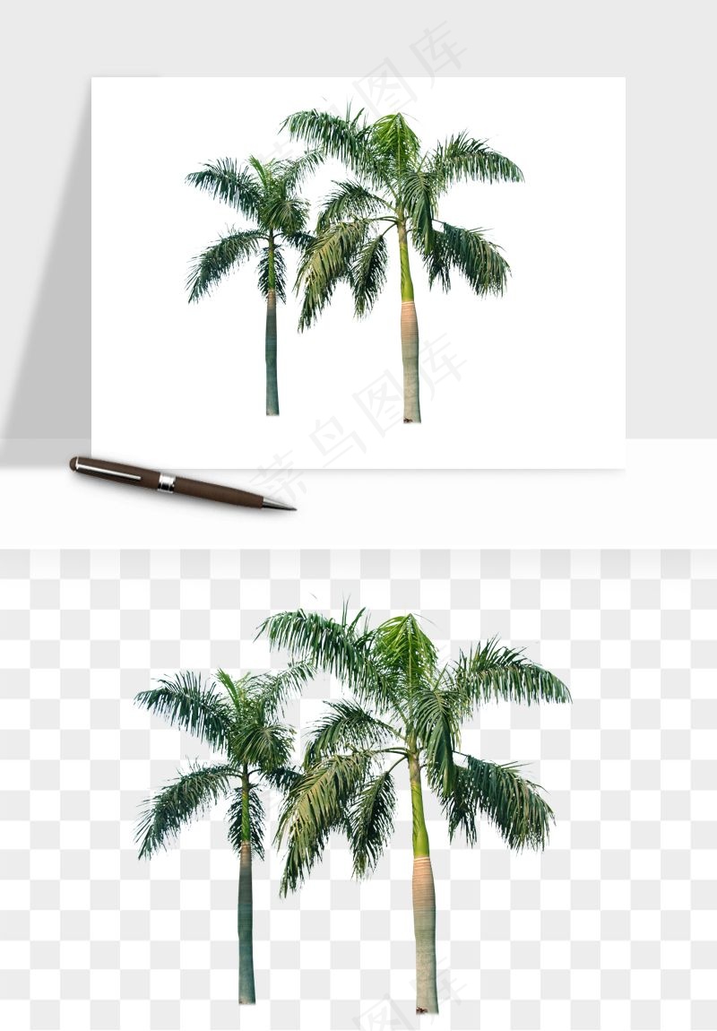 棕榈树椰树png免抠