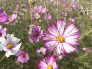 粉白色格桑花