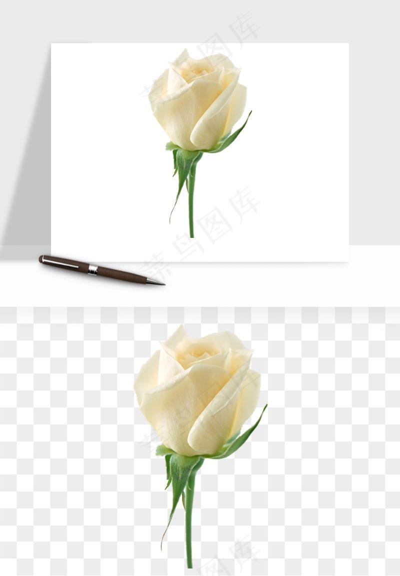 白玫瑰花枝花束png免抠
