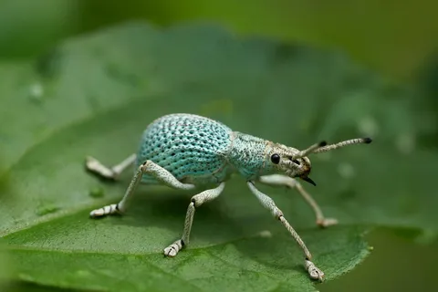 绿意盎然中的昆虫世界探秘 绿意盎然中的昆虫世界探秘