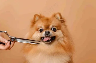 宠物美容院猫狗卡通插画背景