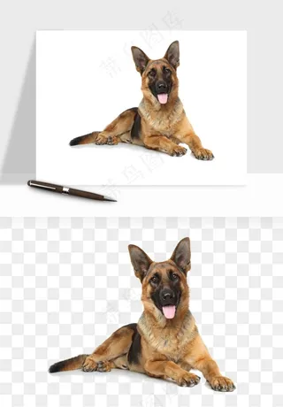 猫咪喵星人狗狗宠物元素png免抠