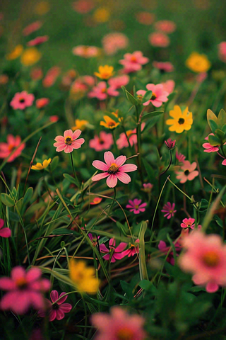 春天草坪的小花小草摄影图