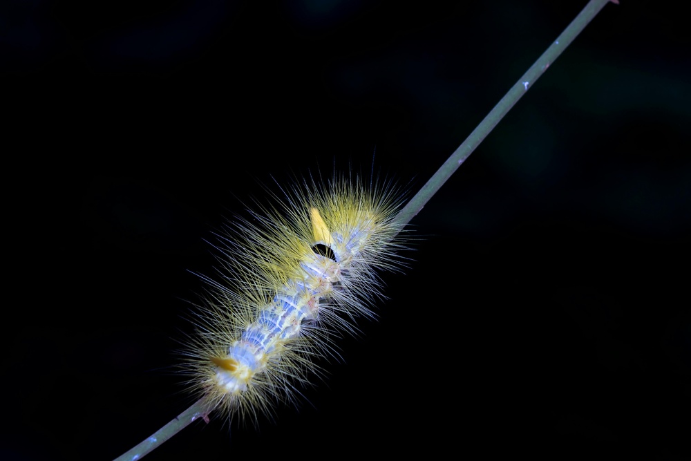 夜幕下的荧光毛虫