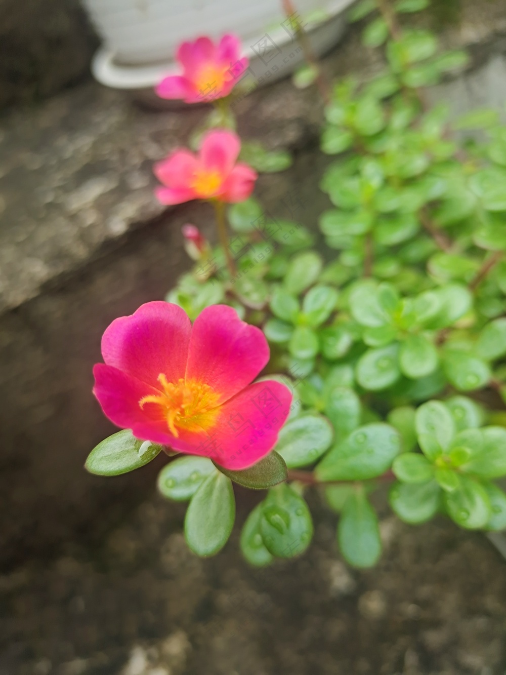 红色的太阳花 (4)