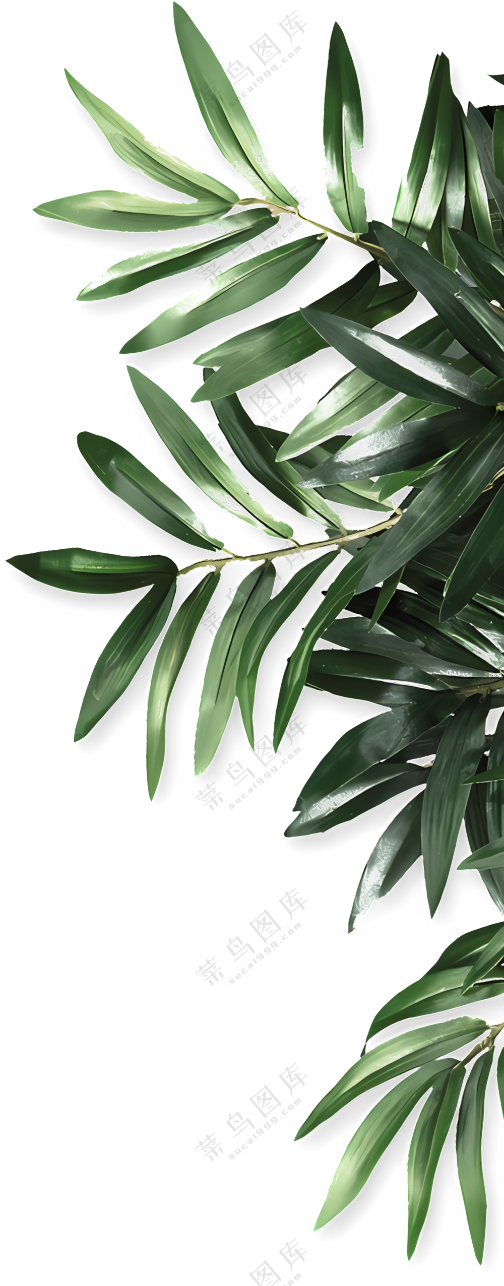 绿色植物叶子