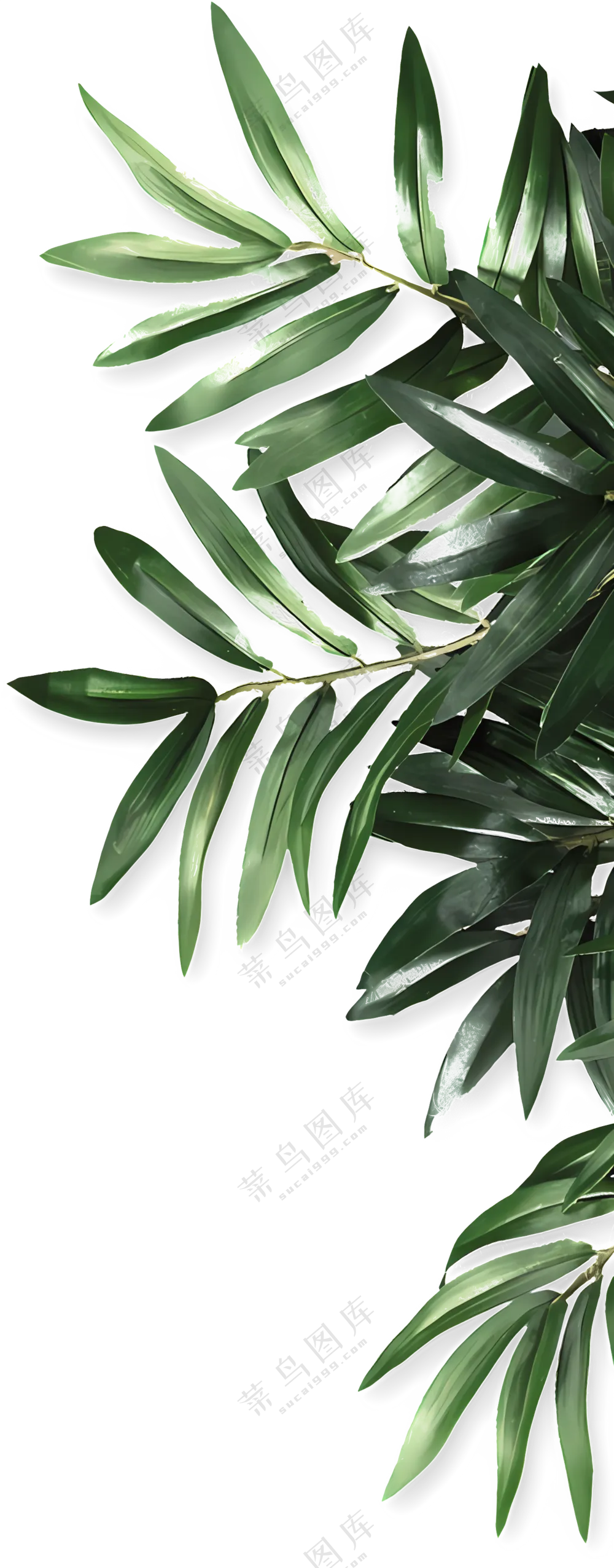 绿色植物叶子