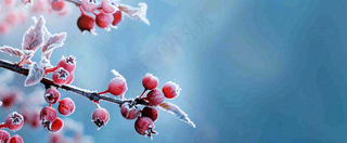 冬天冰天雪地红色果实上的白雪霜降小寒大寒摄影图