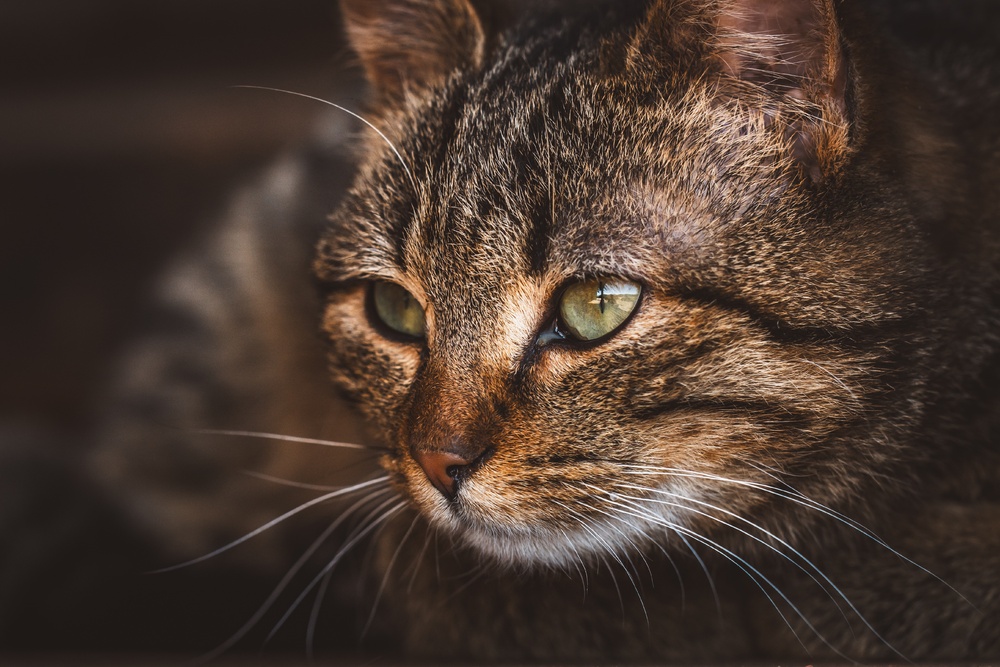 幽暗中的猫眼深邃凝视-摄影收藏