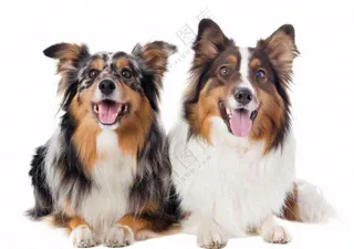 萌宠宠物猫狗动物免抠