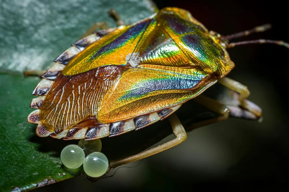 夜幕下的彩色海螺