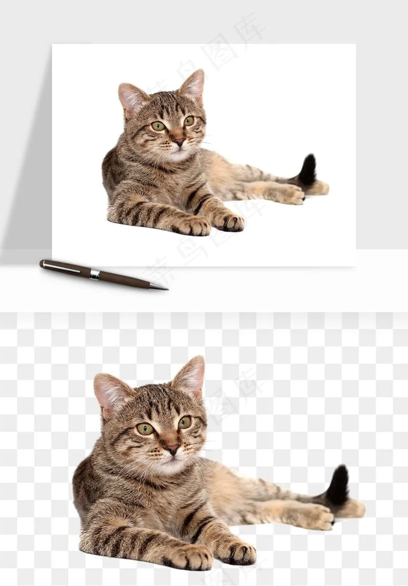 猫咪喵星人狗狗宠物元素png免抠