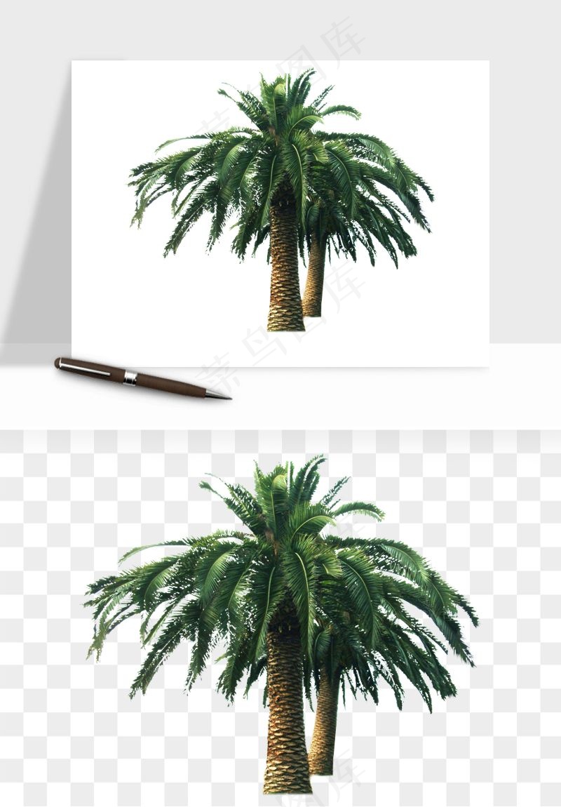 棕榈树椰树png免抠