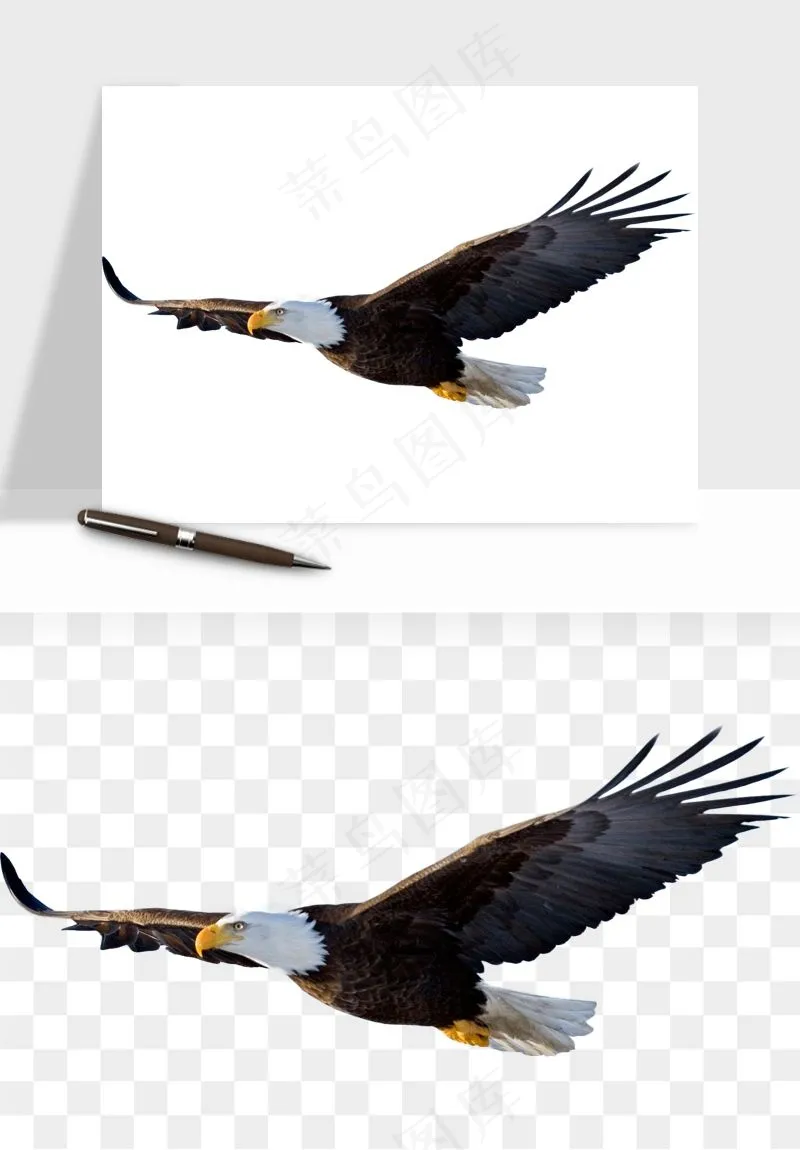 老鹰雄鹰展翅png免抠