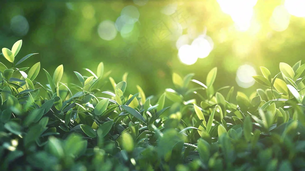 阳光下的植物绿叶立春春分摄影图