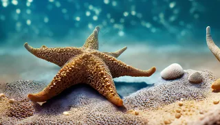 海滩海星贝壳图片