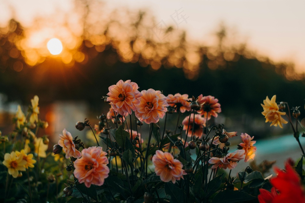夕阳下的花海。