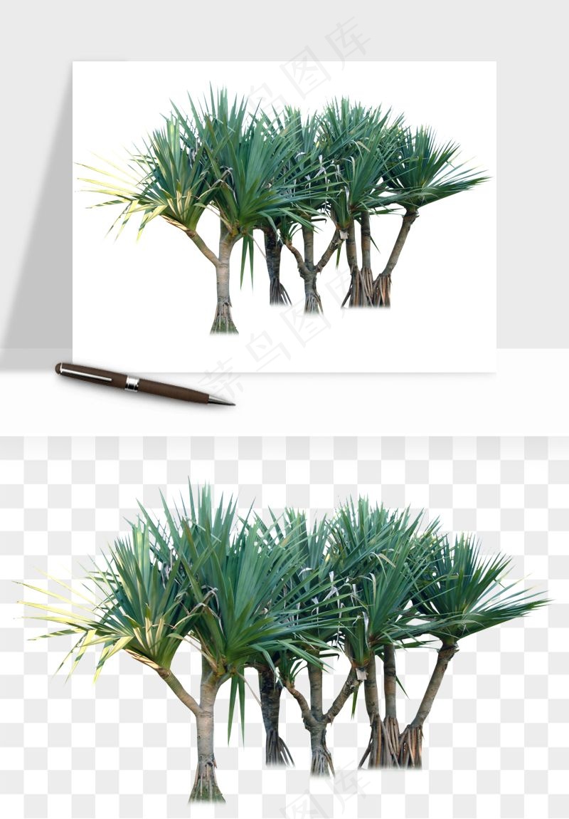 棕榈树椰树png免抠