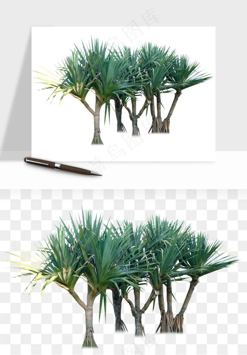 棕榈树椰树png免抠