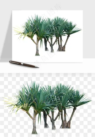 棕榈树椰树png免抠