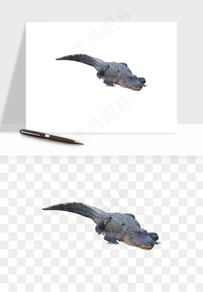 鳄鱼动物png免抠