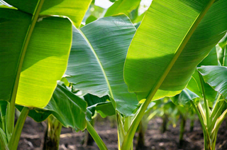 香蕉树芭蕉叶绿色植物摄影图