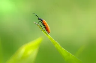微风中的小小探险者