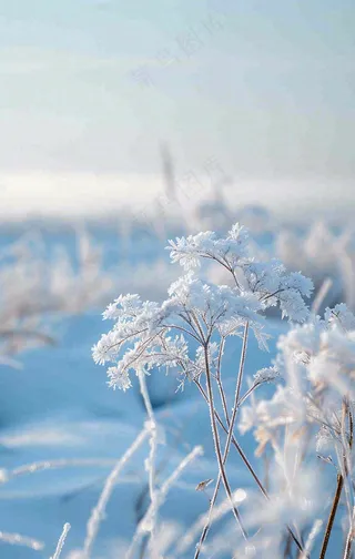 冬天白雪地里的芦苇植物小寒大寒寒露霜降摄影图