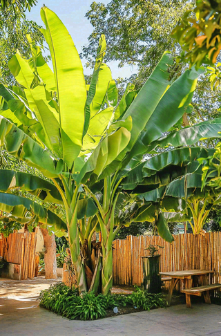 庭院里的芭蕉树热带植物摄影图