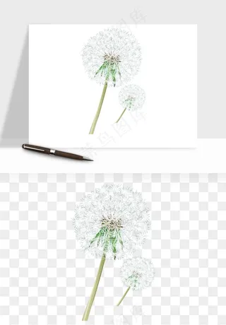 唯美蒲公英种子png免抠