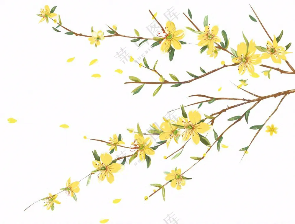 春天树枝上的黄花水墨风插画免抠