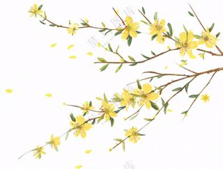 春天树枝上的黄花水墨风插画免抠
