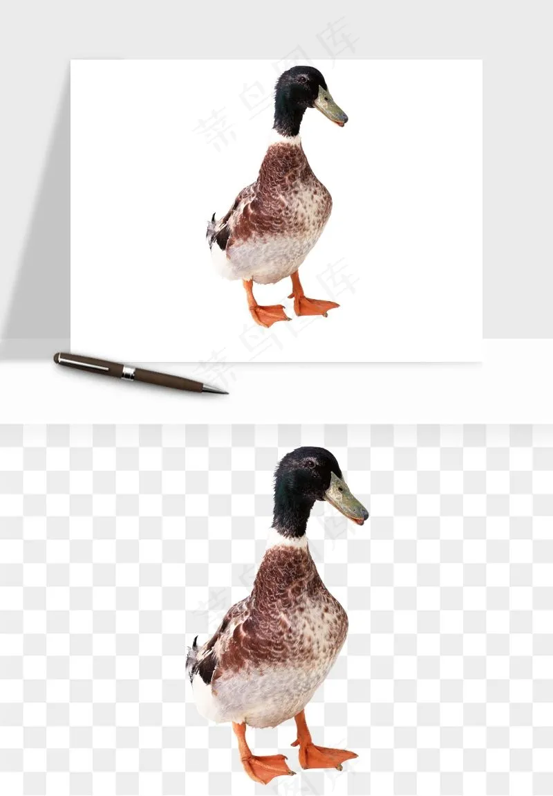 鸭子小鸭png免抠