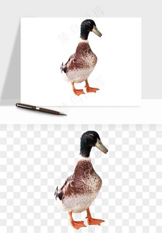 鸭子小鸭png免抠